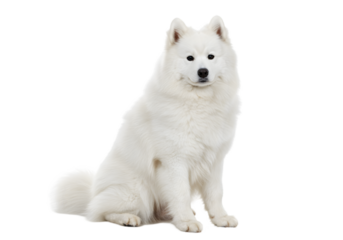 Majestic Samoyed Dog: Pure White Fluffy Beauty transparent background