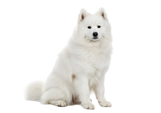 Majestic Samoyed Dog: Pure White Fluffy Beauty transparent background