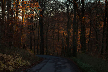 Walking path in Netherlands forest