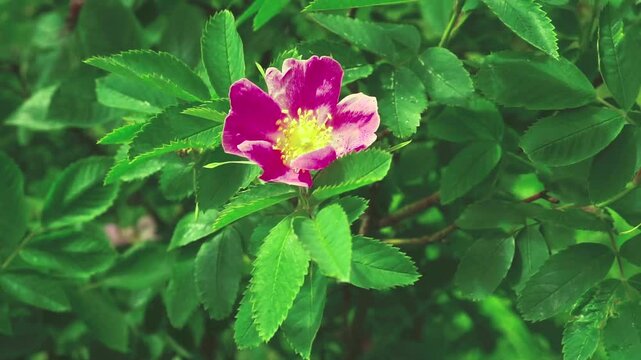Pink rose hip flower close-up sways in the wind. Spring background.