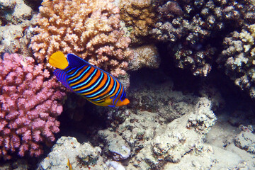 Regal angelfish (Pygoplites diacanthus) in the coral reef