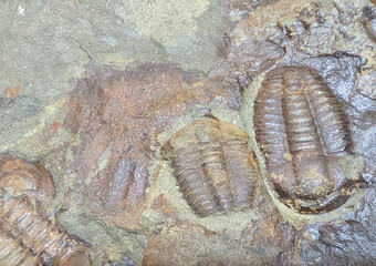 old trilobite fossil