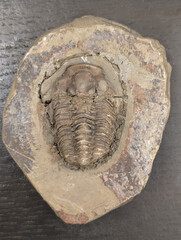 old trilobite fossil