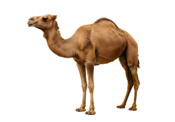 Dromedary Camel: Images, Facts & Information transparent background