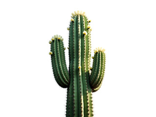 Stunning High-Resolution Image of a Majestic Cactus transparent background