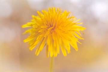 Naklejka premium Spring flowers in macro photos.