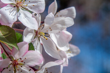Spring flowers in macro photos.