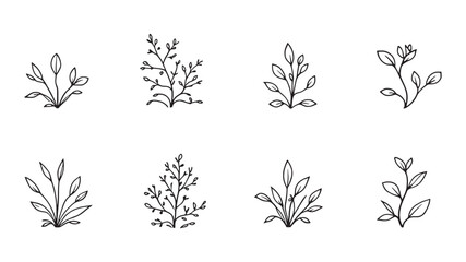 Stonecrop line art black and white floral drawing for prints