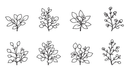 Stonecrop line art elegant botanical sketch for modern wall decor