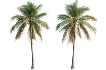 Two Coconut Tree PNGs with White Border &ndash; Isolated on Transparent Background