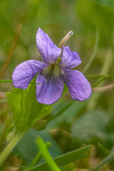 Spring flowers in macro photos.