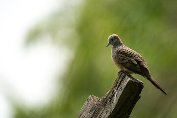 Obraz premium funny Birds playing a water splash in nature summer, wildlife animal scene in motion of freedom moment on water basin sink