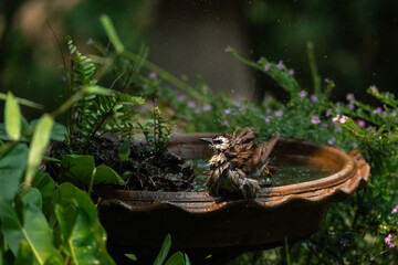 funny Birds playing a water splash in nature summer, wildlife animal scene in motion of freedom moment on water basin sink