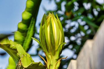 A large queen of the night bud starting to bloom in the evening. Night blooming cactus plant.