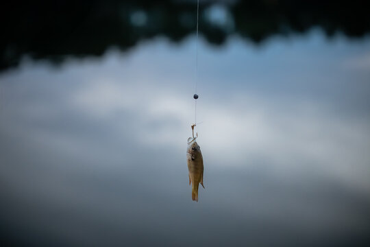 Bluegill fish caught on hook isolated against blue background