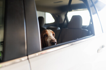 Dog peeks head over side of car window waiting to go for a car ride