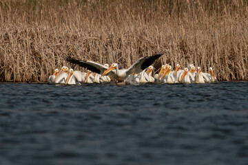 American white pelican bird takes off in flight above the flock