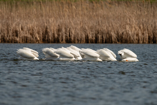American white pelicans dunk heads in lake, fishing underwater