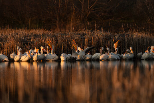 Family of migrating pelicans resting and stretching at sunset