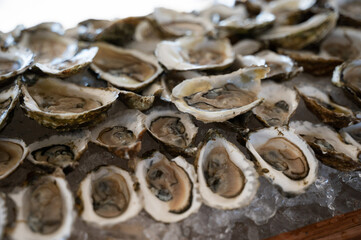 Fresh Oysters on Ice with Natural Shell Presentation