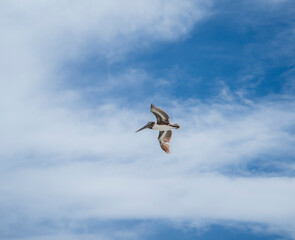 pelican flying in the sky Florida