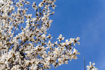 Blooming white magnolia tree in the spring park