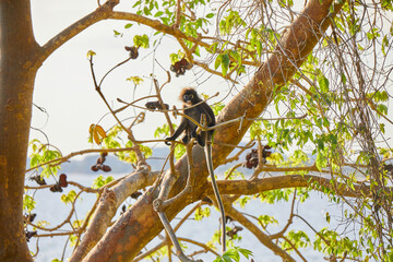 Dusky Langur climbing on branch in tropical rainforest