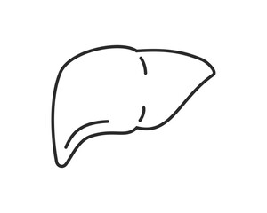 肝臓のイラスト