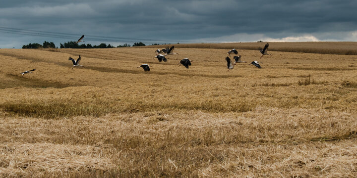 A group of birds in a field. Storks fly into a storm