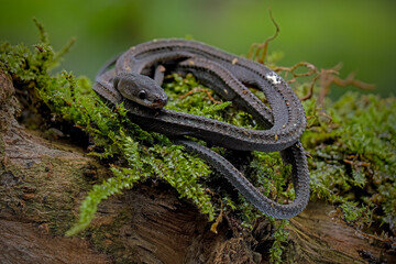 Xenodermus javanicus, also known as the dragon snake