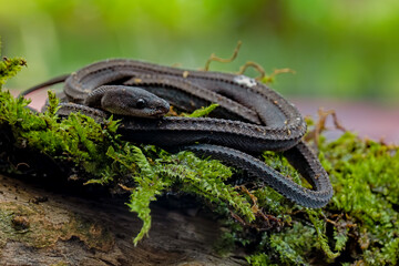 Xenodermus javanicus, also known as the dragon snake