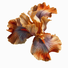 Intricate Details of a Vibrant Orange and Purple Iris Flower
