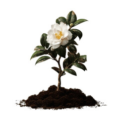Single White Camellia Sapling in Soil Against Green Background
