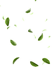 Lush green leaves flying botanical overlay 3d render