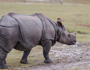 Fototapeta premium Rhinceros