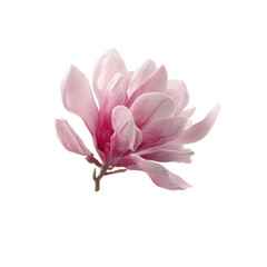 Fototapeta premium Delicate Pink Magnolia Flower Blossom Close-up