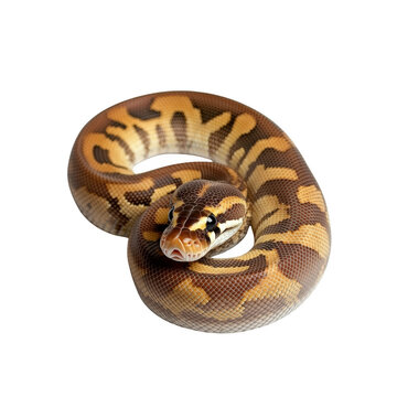 A ball python coiled up, showcasing its beautiful pattern 