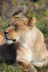 Fototapeta premium Lioness