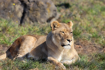 Basking