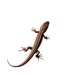 Fototapeta premium Brown lizard on white background 