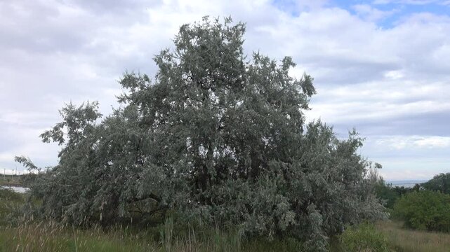 Coastal steppe with shrubs and small trees in late summer, seaside scenes. In the foreground is a Russian olive (Elaeagnus angustifolia) with fruits. Northern Black Sea Region