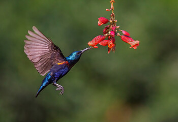 Purple sunbird male hovering and sucking nectar from flowers. Selective focus.