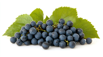 A juicy bunch of ripe blue grapes, a healthy fruit from the vineyard