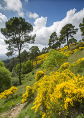 Yellow Flowers and Trees on a Hillside