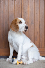 small cute beagle puppy dog looking up