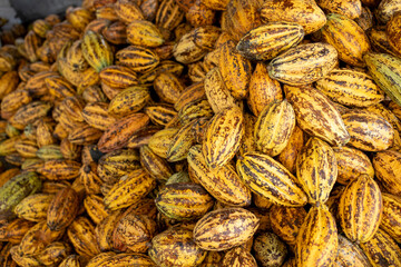 Cocoa beans and cocoa pod on a wooden surface.