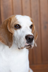 small cute beagle puppy dog looking up