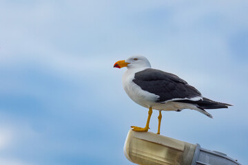 A Pacific gull, with a distinctive large yellow and red beak, is the largest seagull in Australia and seen here standing on a lamp post against a blue sky with clouds at Stansbury in South Australia.
