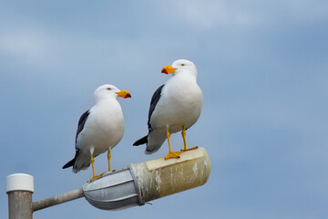 Two large Pacific gulls, the largest endemic gulls in Australia, stand on a street light and look around against a blue sky with clouds at Stansbury on the Yorke Peninsula in South Australia.
