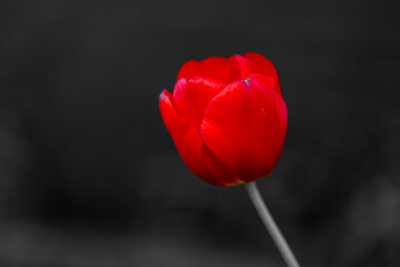 Selective focus of one single dark red flower with black backdrop, Tulips from a genus of spring-blooming perennial herbaceous bulbiferous geophytes, Natural background, Tulip festival in Netherlands.